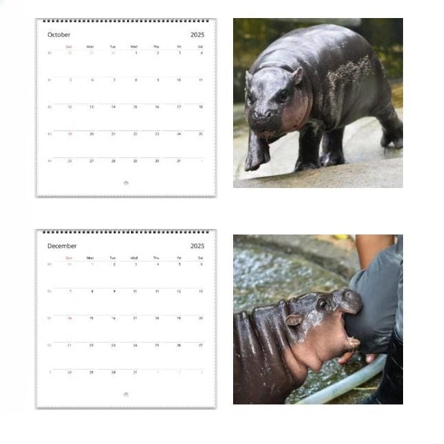 ✨Moo Deng Calendar | 2025 Calendar