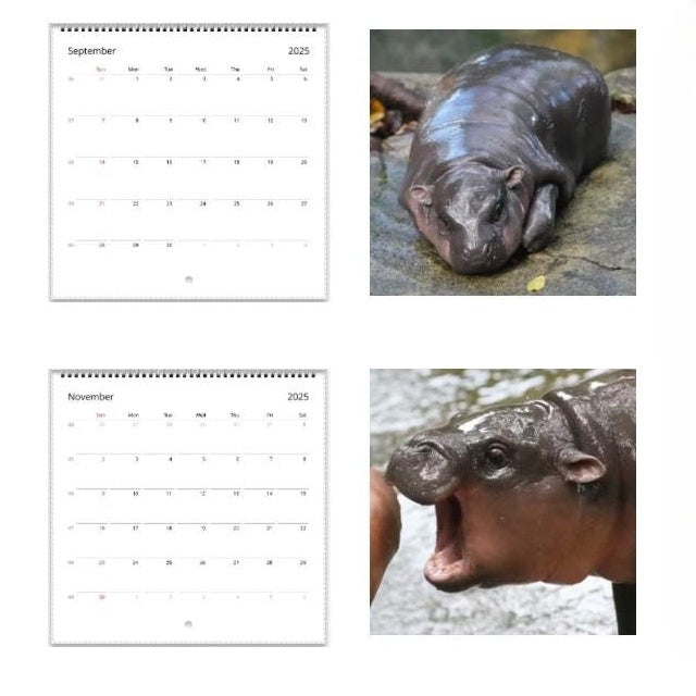 ✨Moo Deng Calendar | 2025 Calendar