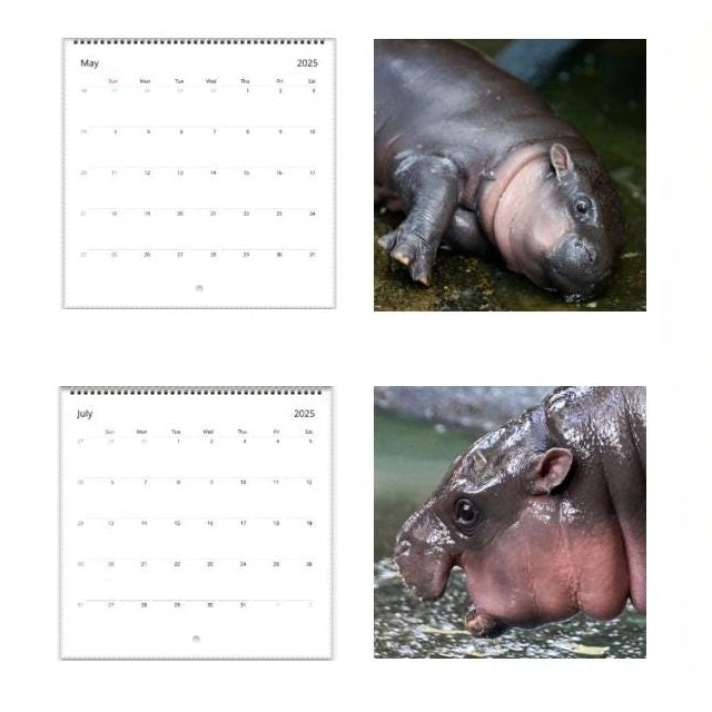✨Moo Deng Calendar | 2025 Calendar
